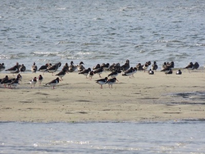 ミヤコドリ群れとオナガガモ群れ