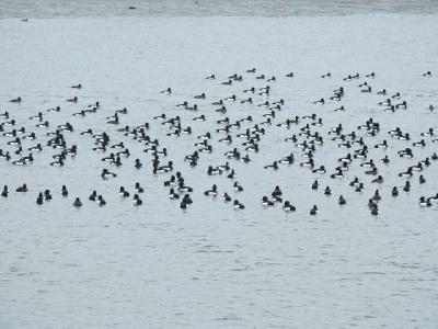 キンクロハジロ